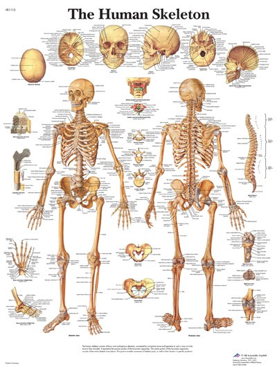 Wandkaart: The Human Skeleton