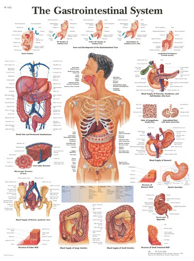Wandkaart: The Gastrointestinal System
