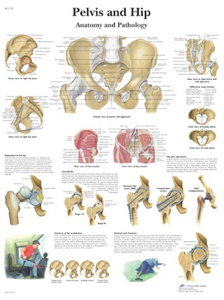 All Products - Wandkaart: Pelvis And Hip