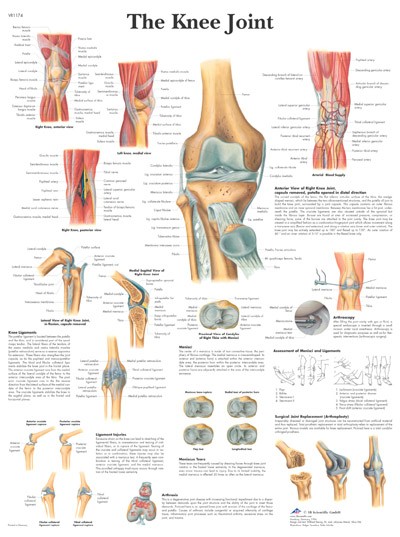 Wandkaart: The Knee Joint