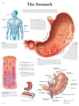 All Products - Wandkaart: The Stomach