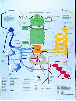 Human Metabolic Pathways